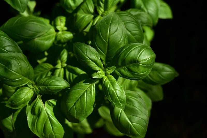 Herb Wreaths