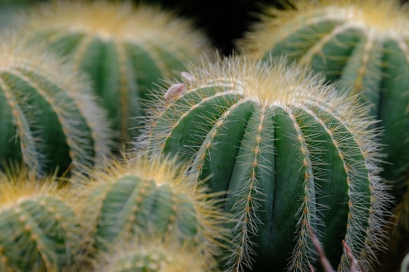 Succulent Wonders